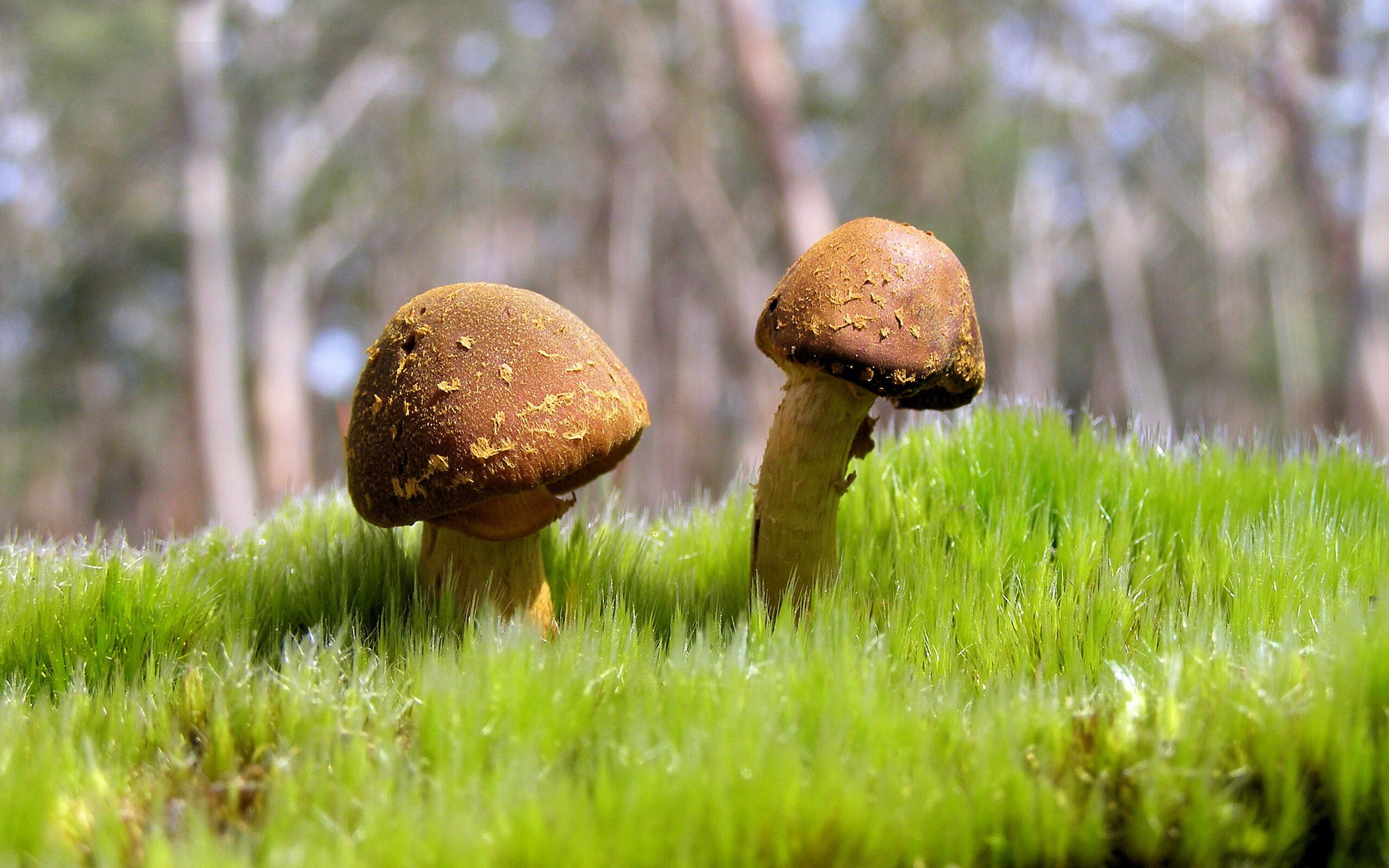 墨西哥马术协会与国际马术联合会合作,举办国际马术交流活动,促进技术交流。