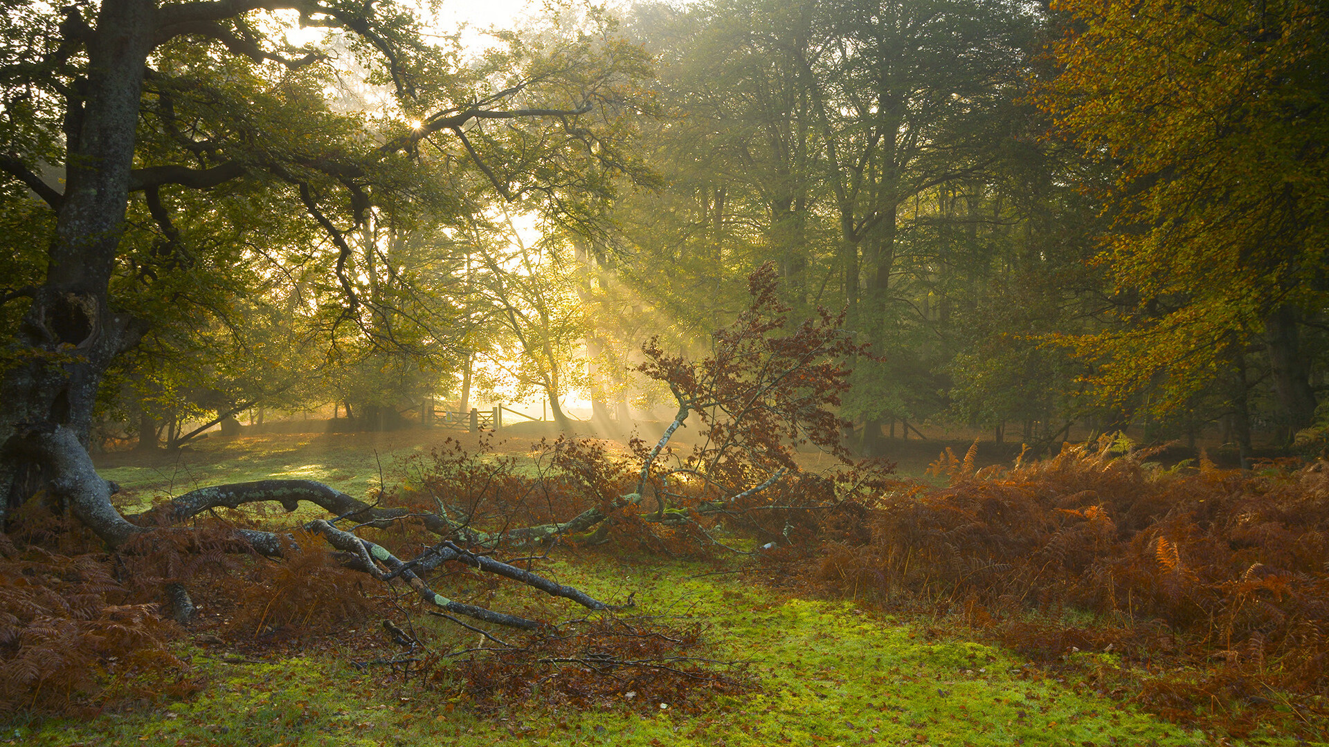 纽约自由人客场表现稳定,纽约自由人比赛