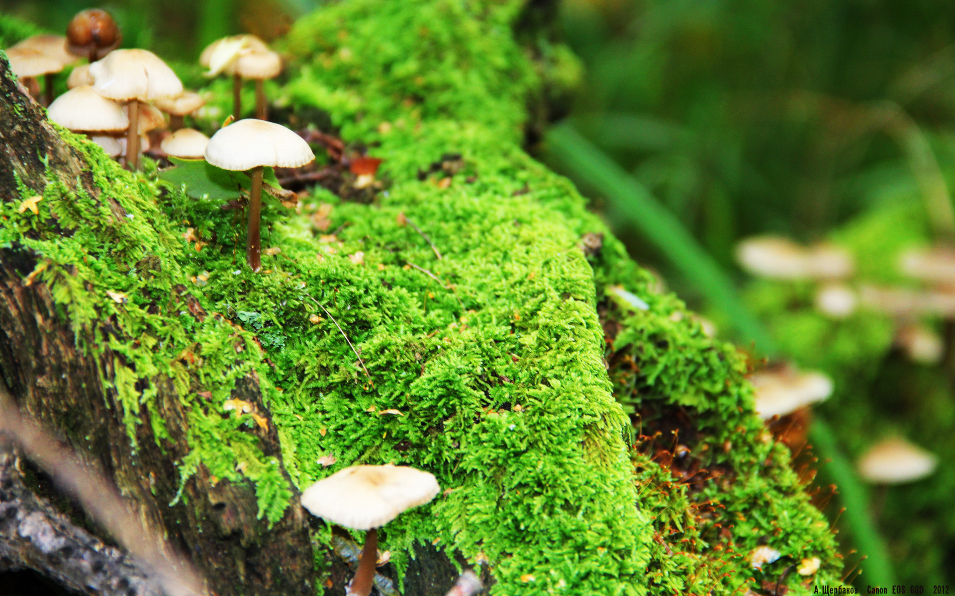 亚洲杯中国女足战平 技术细节决定成败，中国女足亚少赛