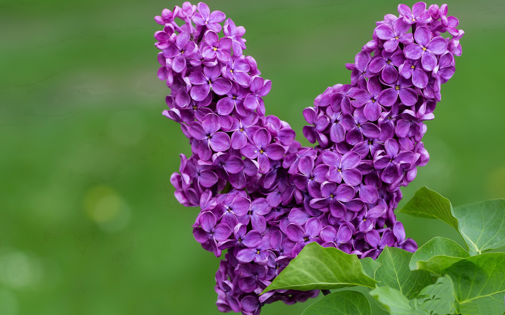 星空体育登录入口-海地男篮在国际邀请赛中表现亮眼，期待未来