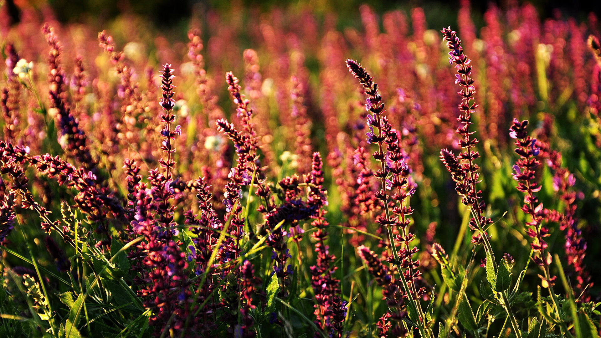 黎巴嫩男篮在西亚锦标赛中奋勇争先，期待奥运梦想成真，黎巴嫩男篮击败法国